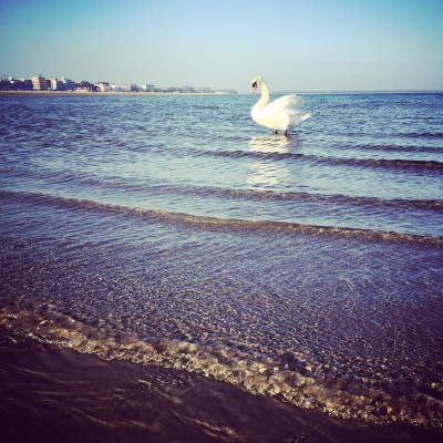 I cigni sono arrivati sulla spiaggia di Caorle 