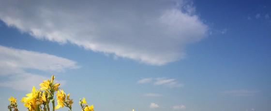 Caorle in fiore